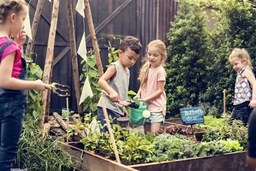 Harvesting vegetables with children