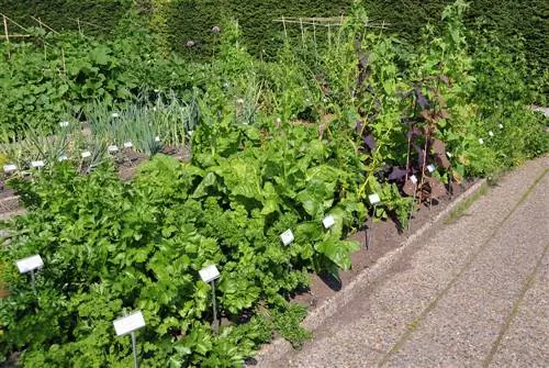 Gemengde cultuur in de moestuin: tips voor goede buren