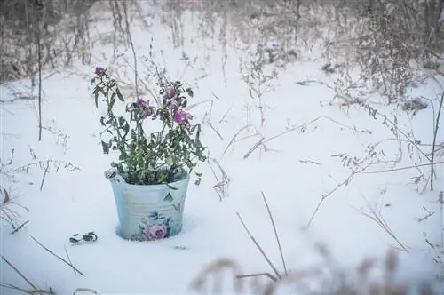 Potted roses in winter