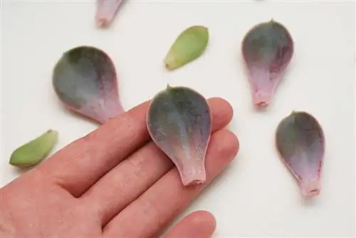 Succulent loses leaves