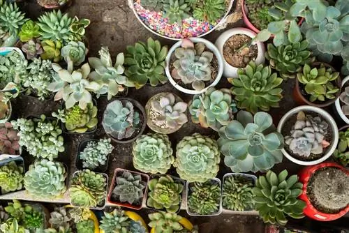 Recognizing succulents: step by step to the right type