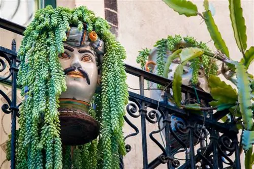 Piante grasse sul balcone: consigli per le piante e la cura