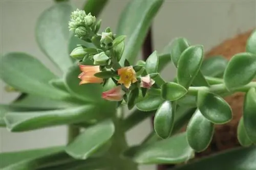 Succulent plant blooms