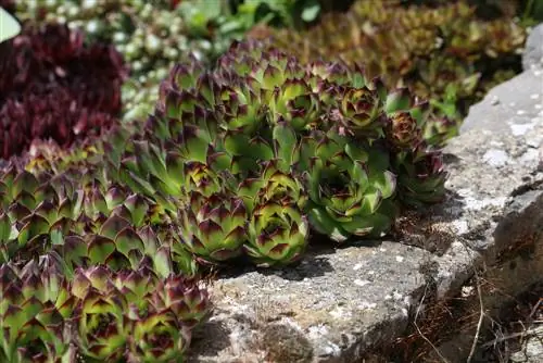 Succulenta tappezzante del terreno