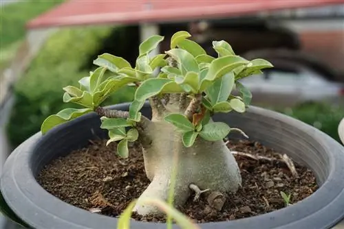 Bonsai-vetplanten