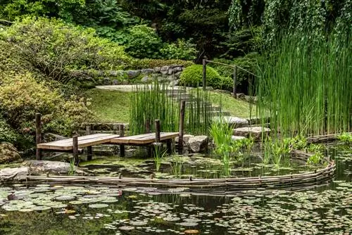 fusta de l'estany del jardí