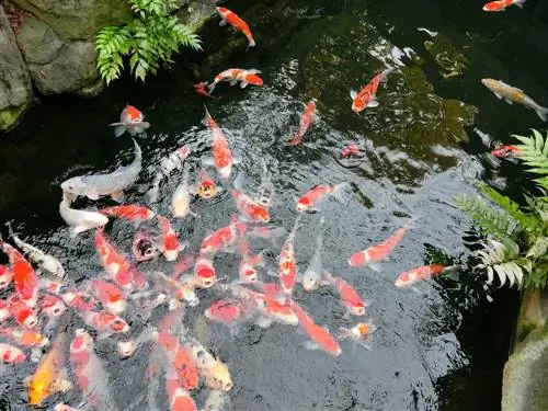 Ikan untuk kolam taman: tips pemilihan dan perawatan