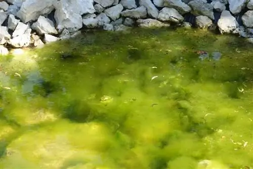 Alisin ang thread algae sa garden pond