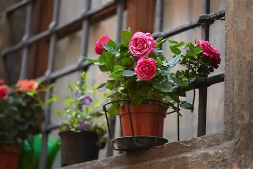 cura delle rose in vaso