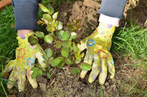 Planting out potted roses