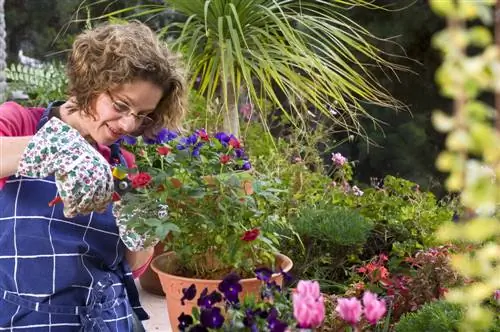 Blomstrende potteroser: Når og hvordan kuttes de tilbake?