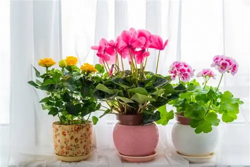 Potted roses in the room: care tips for magnificent flowers