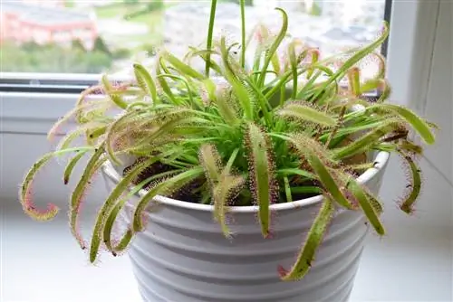 Cape sundew aprūpe