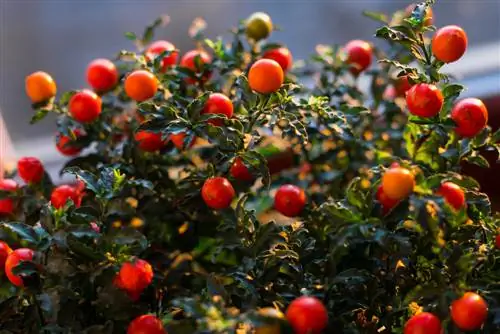 Poisonous Beauty: The Coral Bush and its Dangers