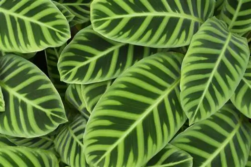 calathea-giftig