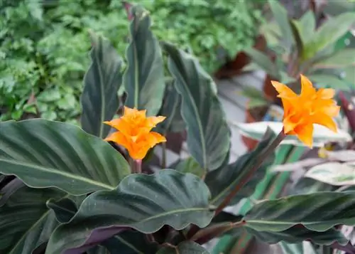 Le specie Calathea e i loro affascinanti colori delle foglie