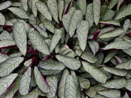 calathea omsorg