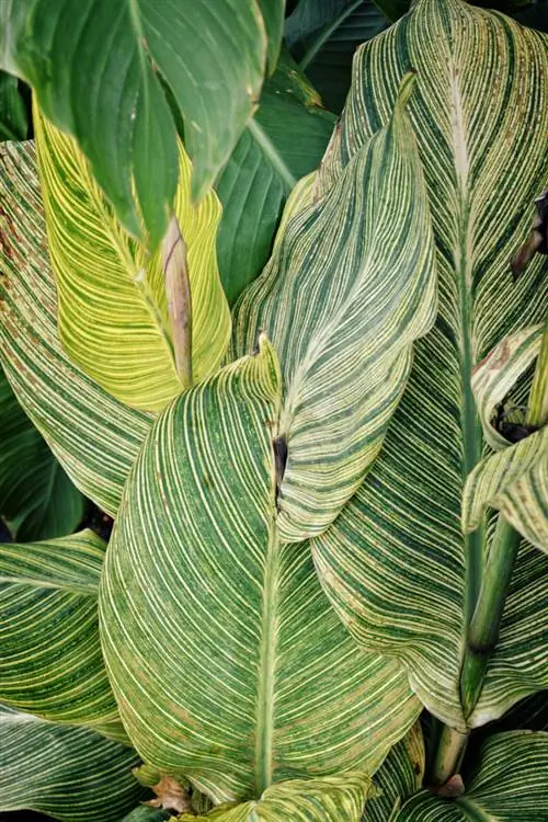 Calathea bruine bladeren