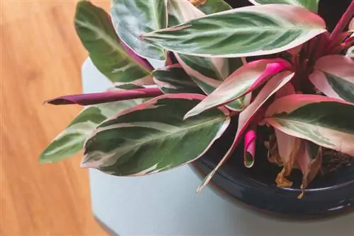 majani ya calathea hujikunja