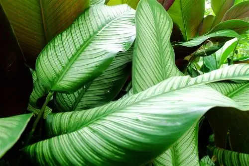 φύλλα calathea κρέμονται