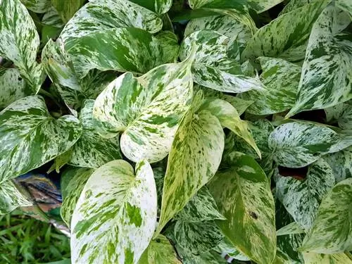 Foglie gialle sulla Calathea? Cause e soluzioni