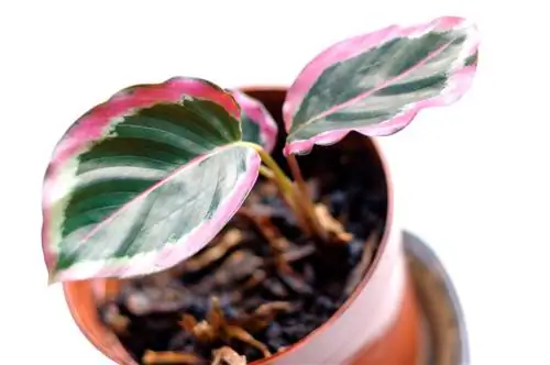 Propagação de Calathea: divisão de raízes ou estacas?