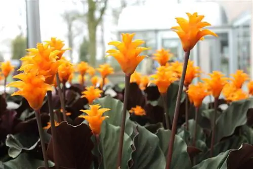 calathea blossom