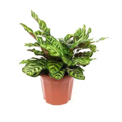 calathea haigused