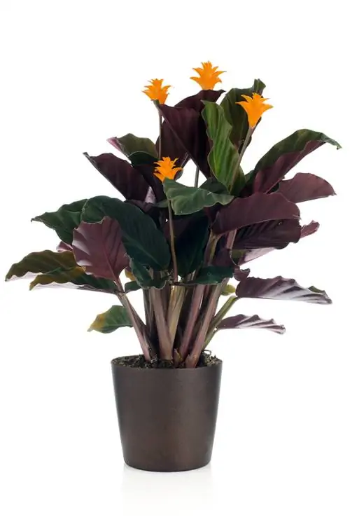 calathea crocata მოვლა