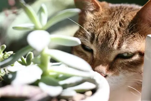 Le piante grasse sono velenose? Sicurezza per la famiglia e gli animali domestici