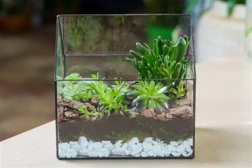 Suckulent terrarium: steg för steg för att bli ett blickfång