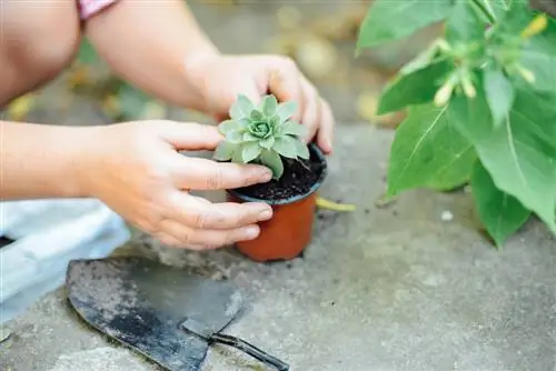 repotting tamu