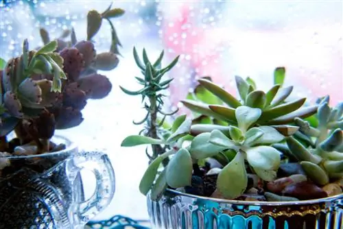 succulents overwintering