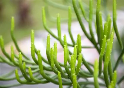 pencil plant-propagate