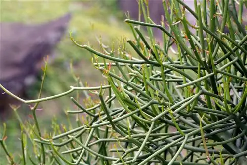 Cuidado del arbusto de lápiz: consejos para un crecimiento saludable