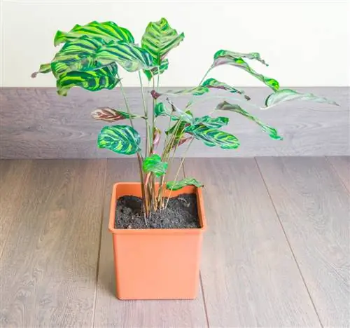 Calathea Locatie: Hoe vind ik de perfecte plek?