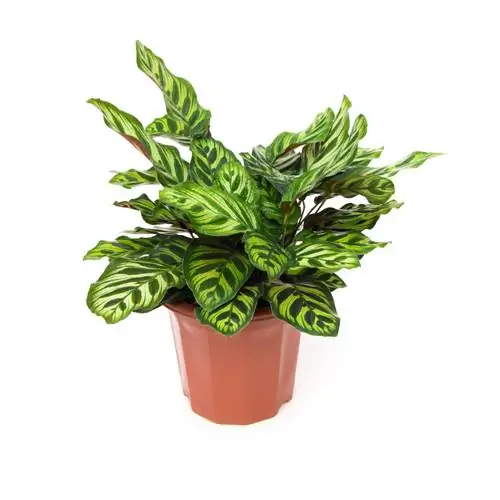 Calathea como planta de interior: cuidado, ubicación y propagación