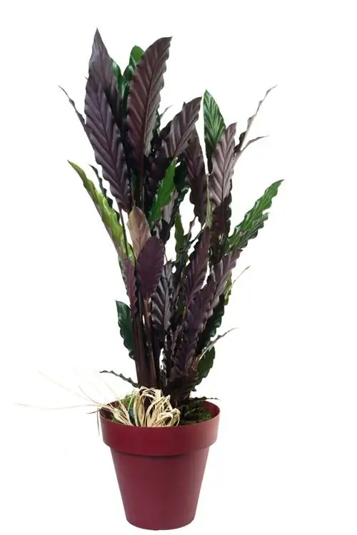 kujdesi calathea rufibarba