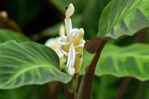 Bimë helmuese shtëpie? Calathea Warscewiczii është e padëmshme