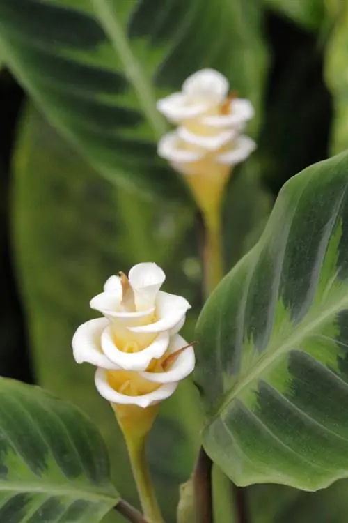 Το κομψό Calathea warscewiczii: ανθοφορία και συνθήκες