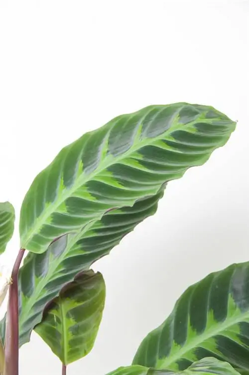 טיפול calathea warscewiczii