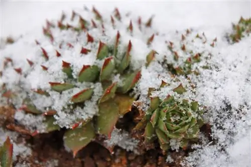 Overwintering succulents outside: protection and care tips