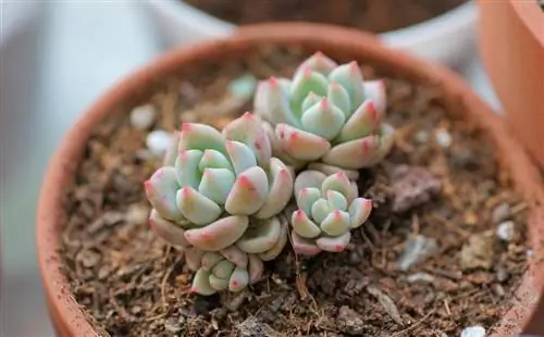 succulent fertilizer