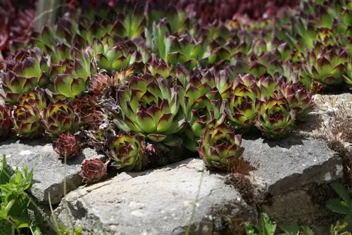 Hardy succulents: Perfect for outdoor beds