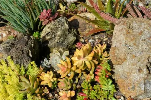 succulent garden