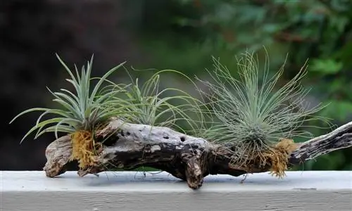 Vetplanten zonder aarde: fascinerende soorten en verzorgingstips