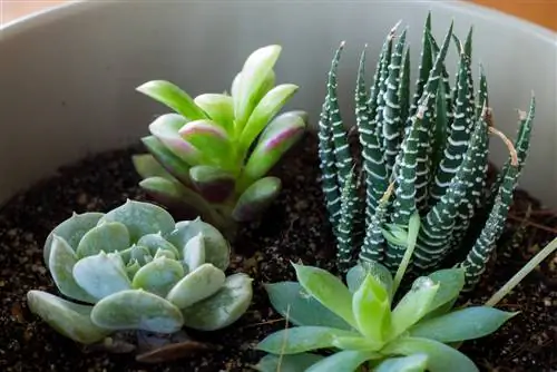 Succulents in pots: How to plant and care for them correctly