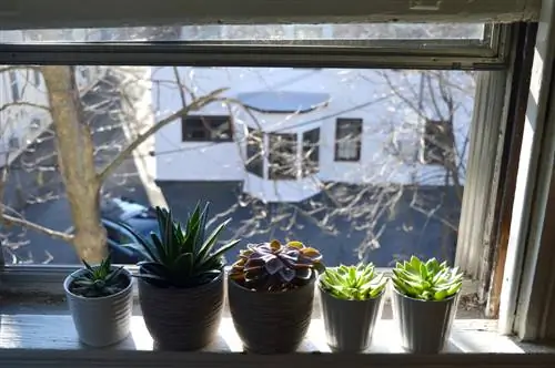 Tendance des plantes d'intérieur : quelles plantes succulentes sont faites pour vous ?