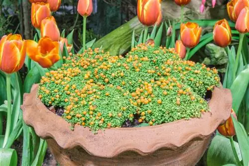 cuidados com bagas de coral