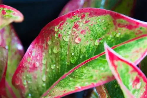 Cuidados del filamento de mazorca: consejos para una planta de interior saludable